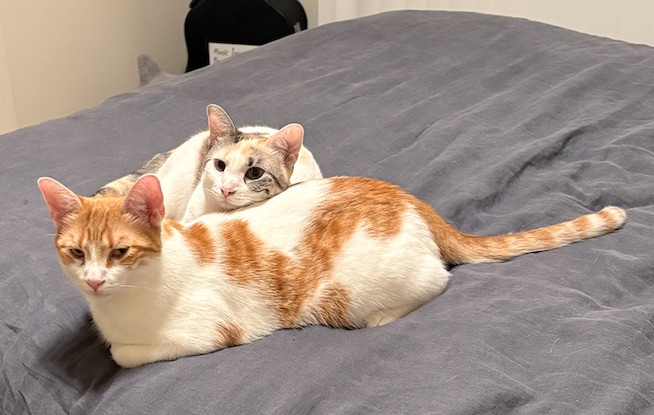 Archie and Cleo, two orange-and-white cats, curled up on a bed