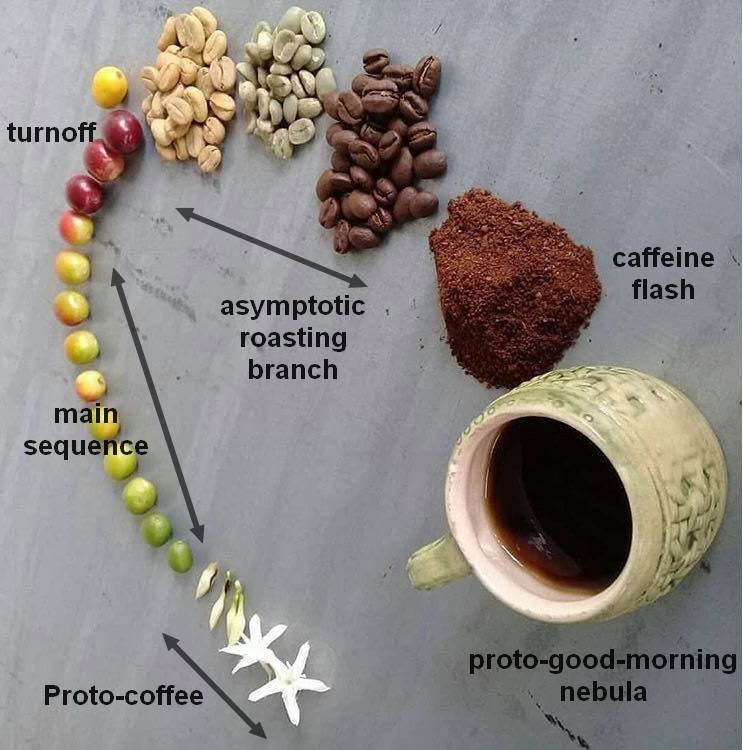 Coffee from flower to cup, labelled like a stellar evolution diagram